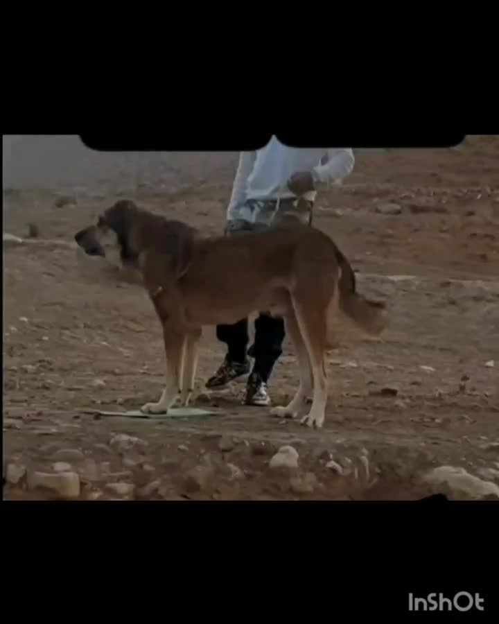 سگ پژدر|سگ|مشهد, امیریه|دیوار