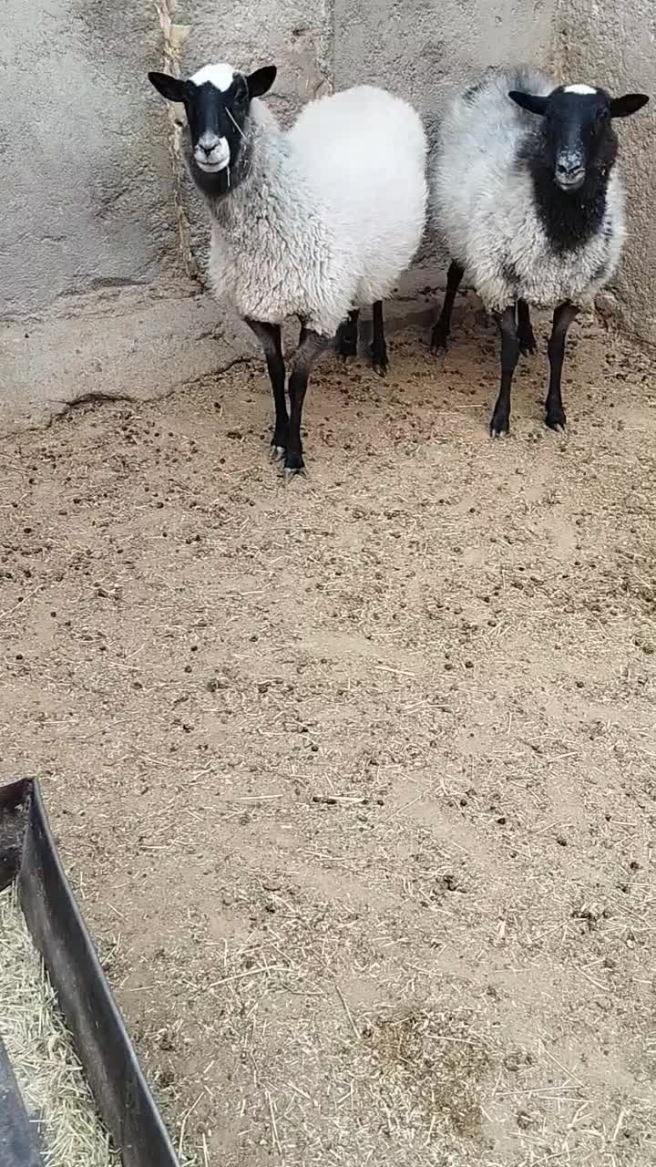 شیشک رومانف|حیوانات مزرعه|پاکدشت, پارچین|دیوار