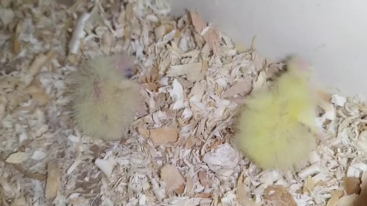 عروس هلندی به همراه جوجه|پرنده|بافت, |دیوار