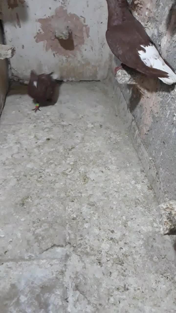 کله سفید و زرد و دم سفید|پرنده|سبزوار, شرق کال میانی|دیوار