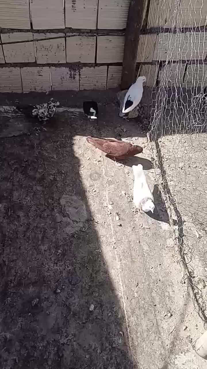 تنج تاکبوتر|پرنده|الشتر, |دیوار