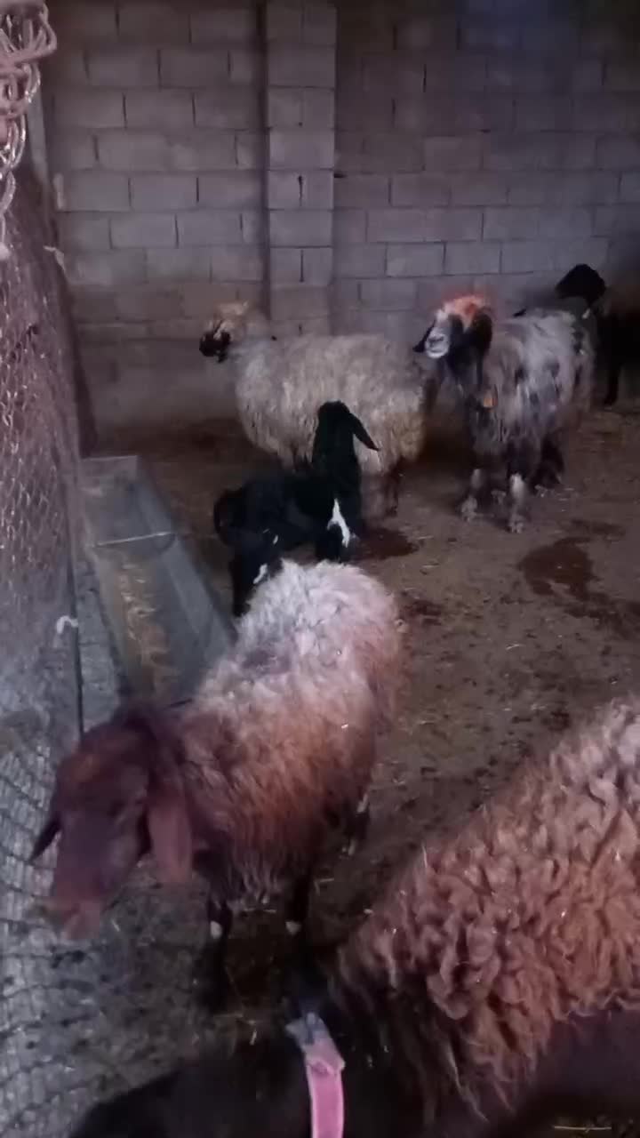 نرمیش|حیوانات مزرعه|دزفول, |دیوار