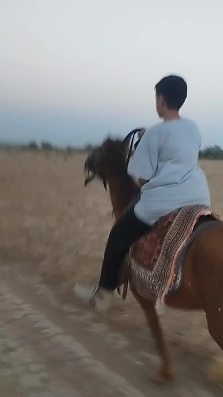 مادیان یورقه اصیل -سواری نرم ، سالم و آرام|اسب و تجهیزات اسبسواری|تربت جام, میان جام|دیوار