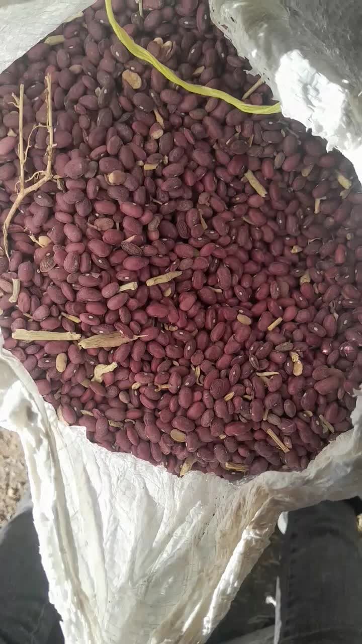 لوبیاقرمزخوشبخت قیمت ۲۱۰تومان|عمده‌فروشی|نظر کهریزی, |دیوار