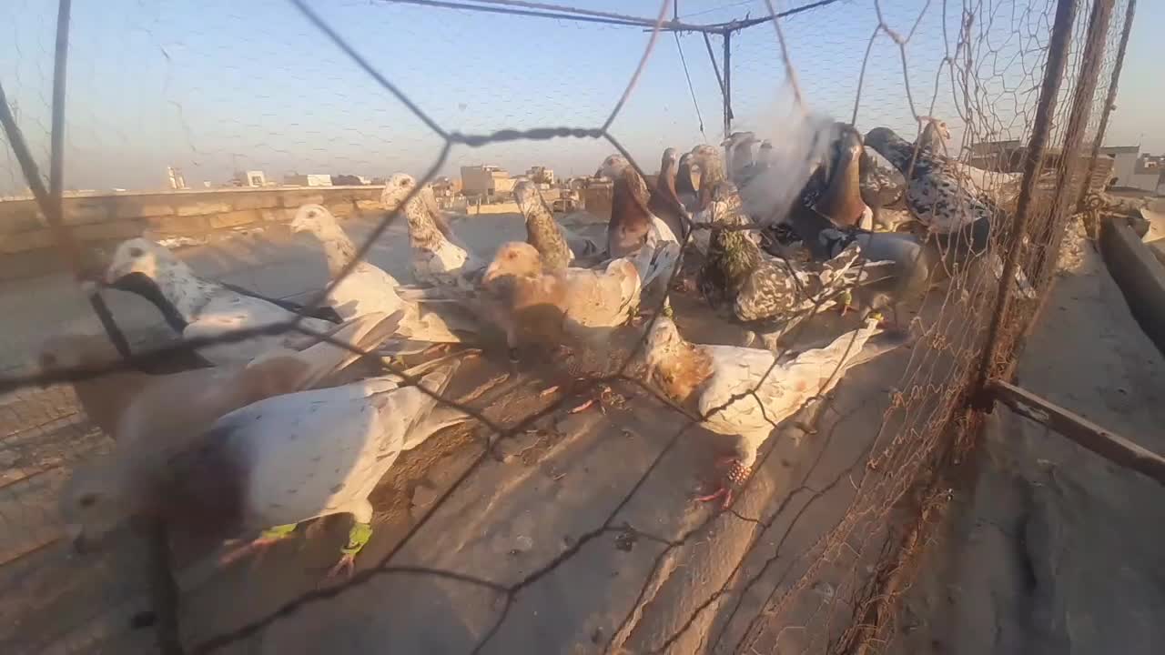 دسته ۳۰ تای هفرنگ|پرنده|اقبالیه, |دیوار