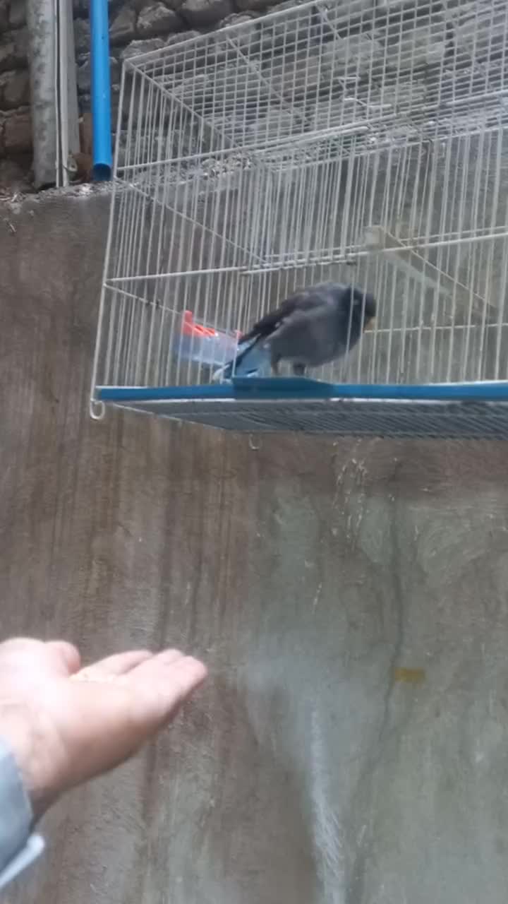 مینا قناری|پرنده|مشهد, شفا|دیوار