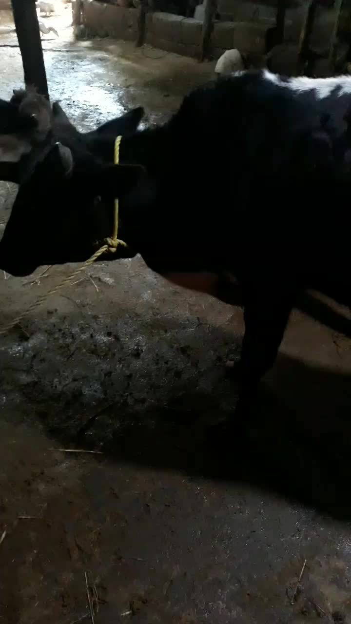 گوساله نر دورگ چالوسی (ورزاکوله) کوچصفهان (گاو نر)|حیوانات مزرعه|رشت, جانبازان|دیوار