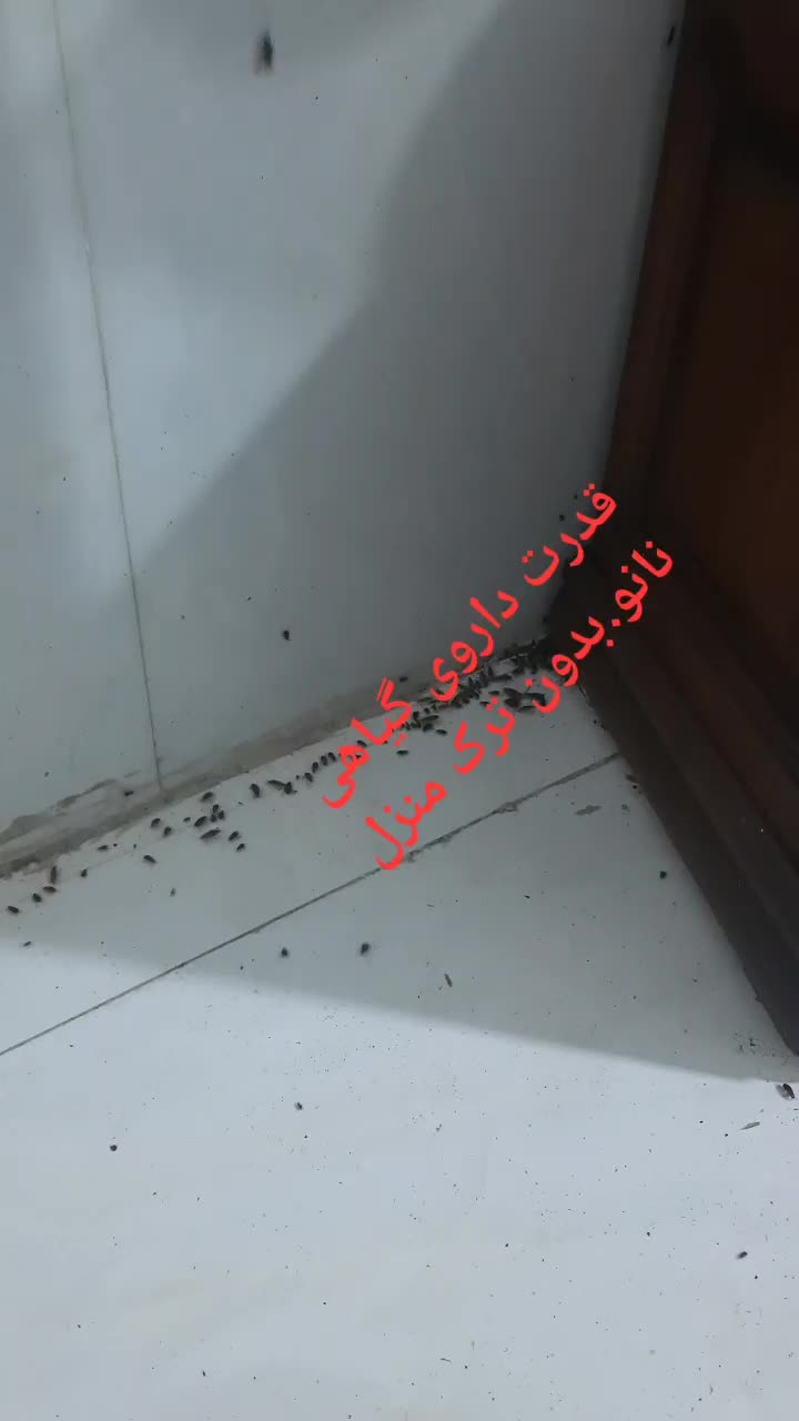 سمپاش ساس تخصصی تک مرحله گارانتی کتبی سم پاشی سوسک|خدمات نظافت|تهران, نیروی هوایی (پیروزی)|دیوار