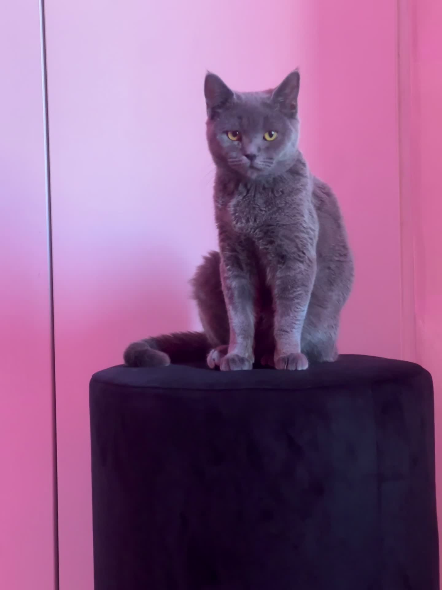 گربه اسکاتیش|گربه|پردیس, فاز ۴|دیوار