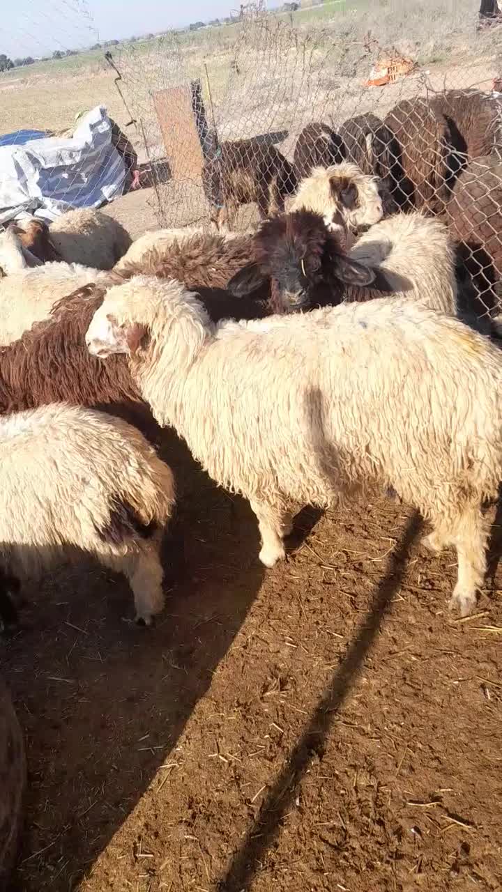 فروش بره عربی و بختیاری با قیمت مناسب|حیوانات مزرعه|شوش, |دیوار