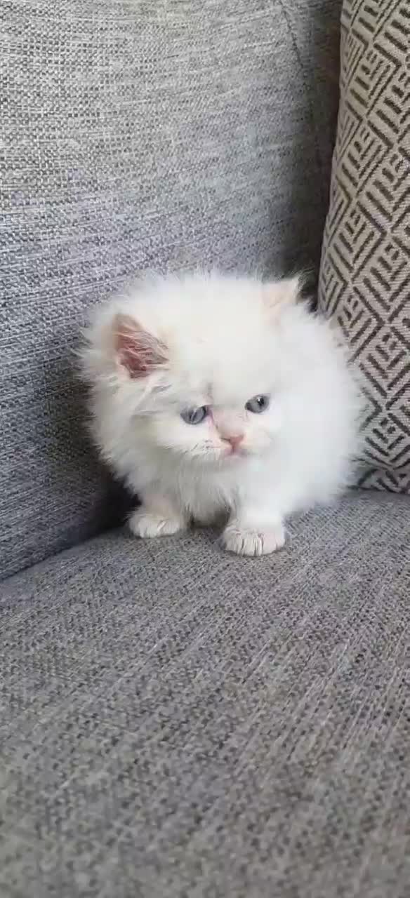 گربه پرشین سفید کاراملی گارفیلدی|گربه|تهران, امجدیه (خاقانی)|دیوار