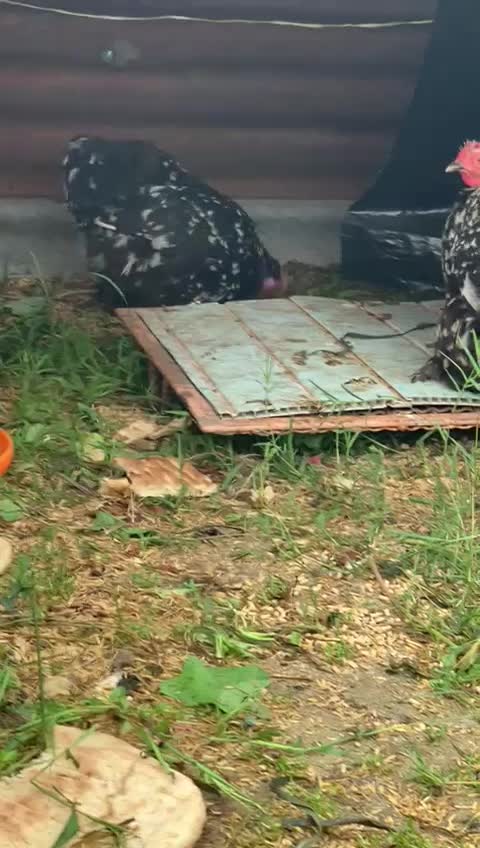 مرغ و خروس کوشین|حیوانات مزرعه|شفت, |دیوار