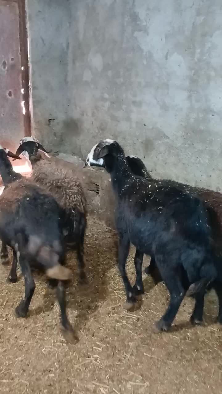 میش پلنگی آبستن.|حیوانات مزرعه|بروجرد, |دیوار