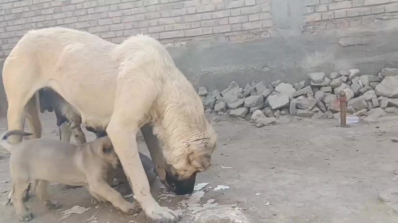 واگذاری ماده گمشد دوستان|سگ|فیروزآباد (آذربایجان), |دیوار