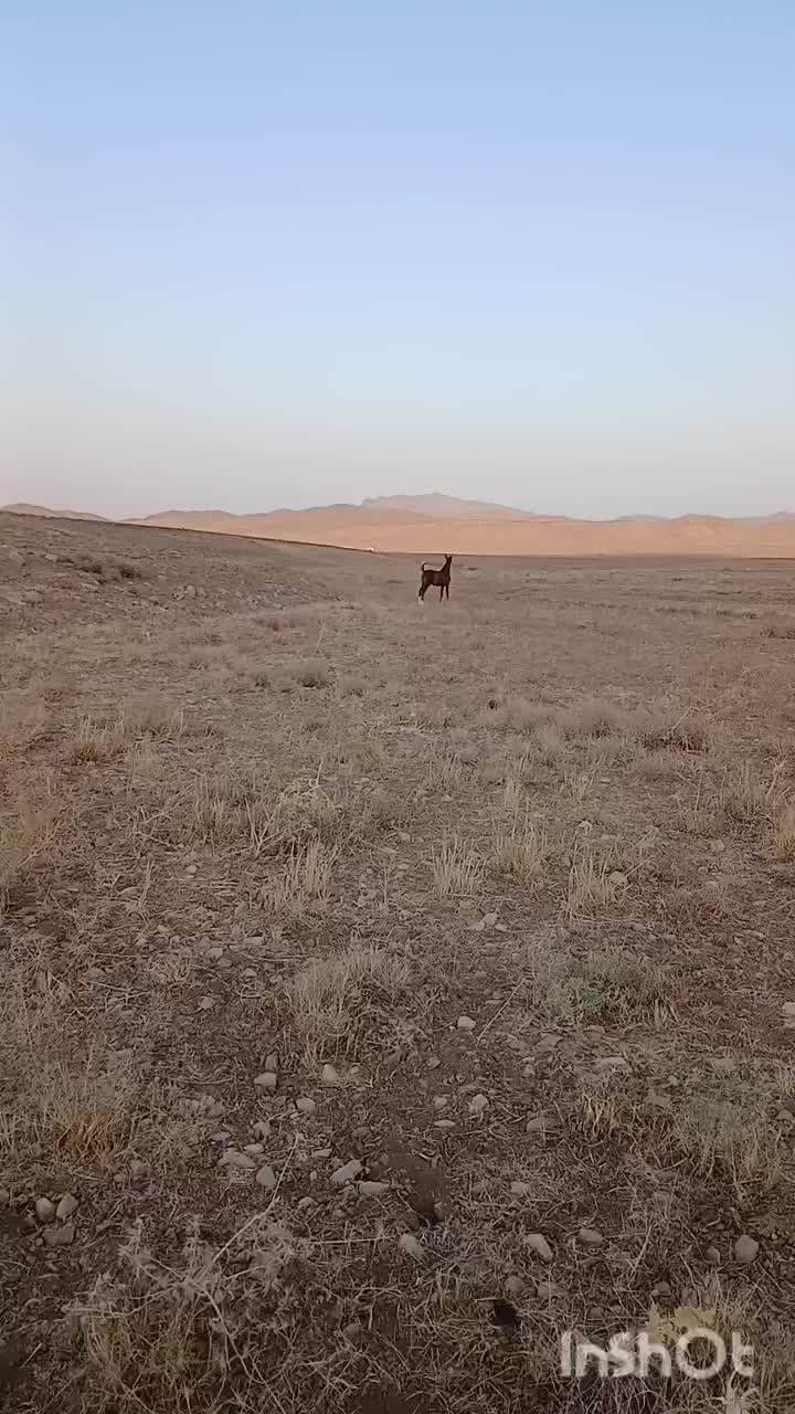 اسب کره مادیان وکره نریان|اسب و تجهیزات اسبسواری|قم, الغدیر|دیوار