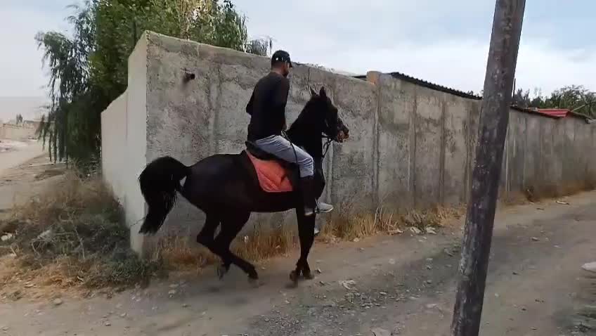 مادیان کرد شجره دار|اسب و تجهیزات اسب‌سواری|سنندج, |دیوار