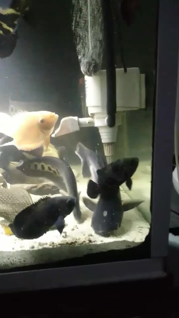 ماهی گوشتخوار|ماهی|فسا, |دیوار