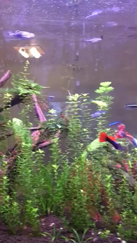 اکواریوم|ماهی|تهران, امانیه|دیوار