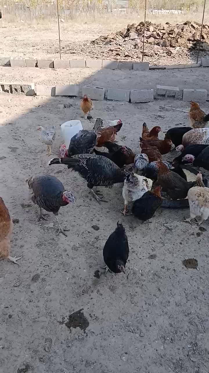 بوقلمون ماده جوان|حیوانات مزرعه|مشگین شهر, |دیوار