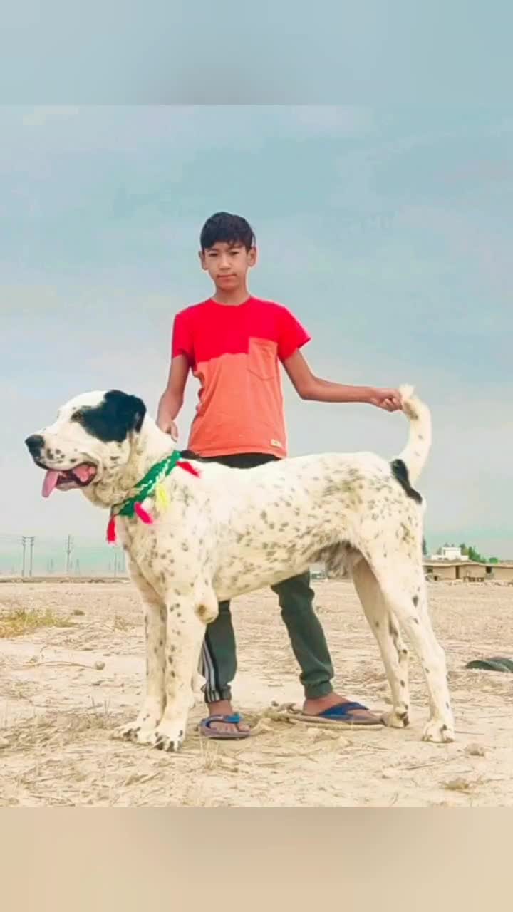 سگ آلابای روسیه|سگ|رضویه, |دیوار