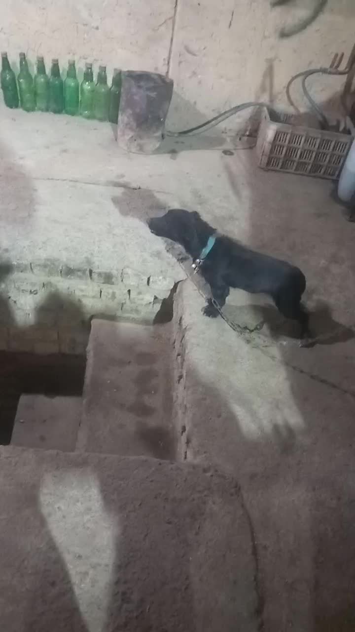 پاکوتاه نر ۱۰ ماهه دهن پاک|سگ|نیشابور, مازول|دیوار