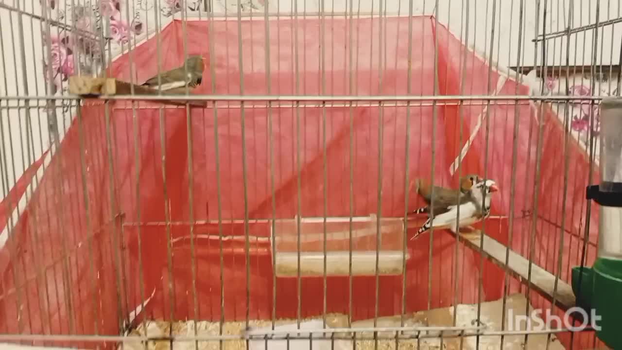 فنچ|پرنده|سبزوار, شرق کال میانی|دیوار