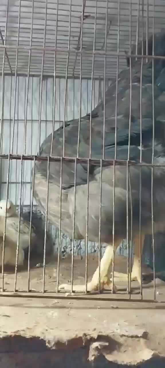 مرغ با جوجه خروس گلین کوشین پولند برهما|حیوانات مزرعه|رشت, بوسار|دیوار