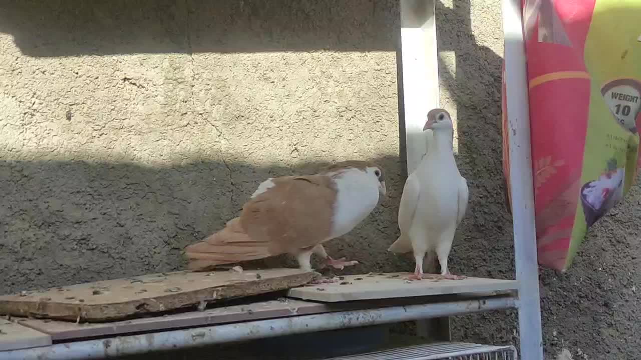 کفتر جفتگاه|پرنده|کاشمر, |دیوار