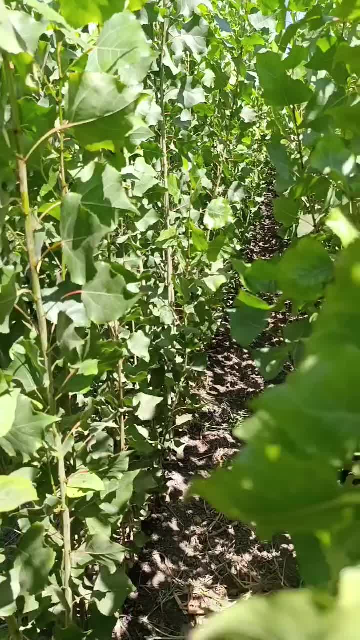 نهال مناسب سردسیری نهال های صنوبر با درآمدی بالا|خدمات باغبانی و درختکاری|کرج, استاندارد|دیوار
