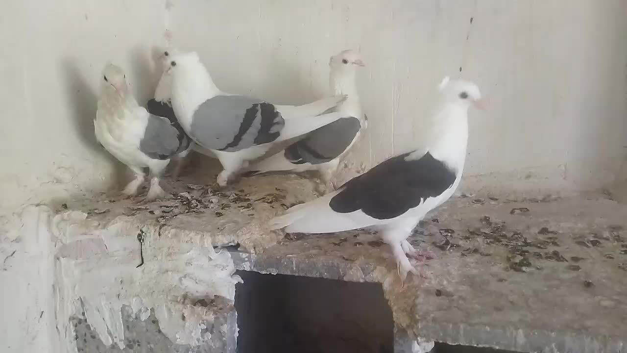 بوشهری|پرنده|خورموج, |دیوار
