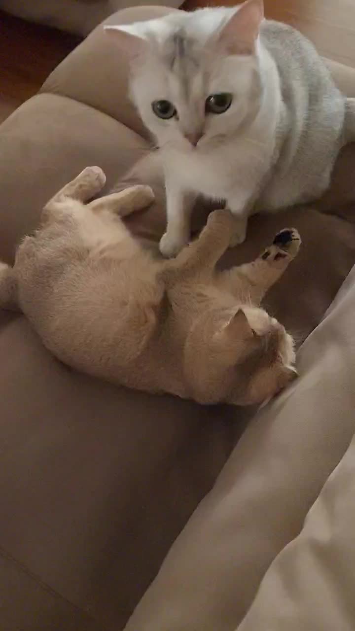 گربه اسکاتیش ۵ ساله و بریتیش ۳ ساله|گربه|تهران, تجریش|دیوار