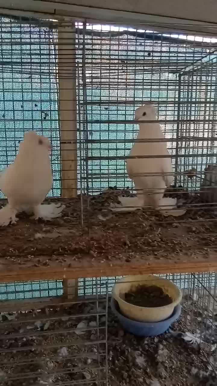 فروش چند طوق کبوتر زینتیی تعدادی کبوتر پرشی گرفتی|پرنده|رودهن, |دیوار