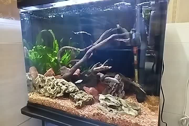 آکواریوم شیشه خم ماهیران|ماهی|قرچک, شهرک طلائیه|دیوار