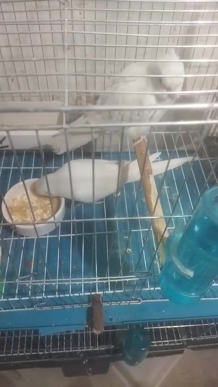 طوطی عروس|پرنده|کرج, خرمدشت|دیوار