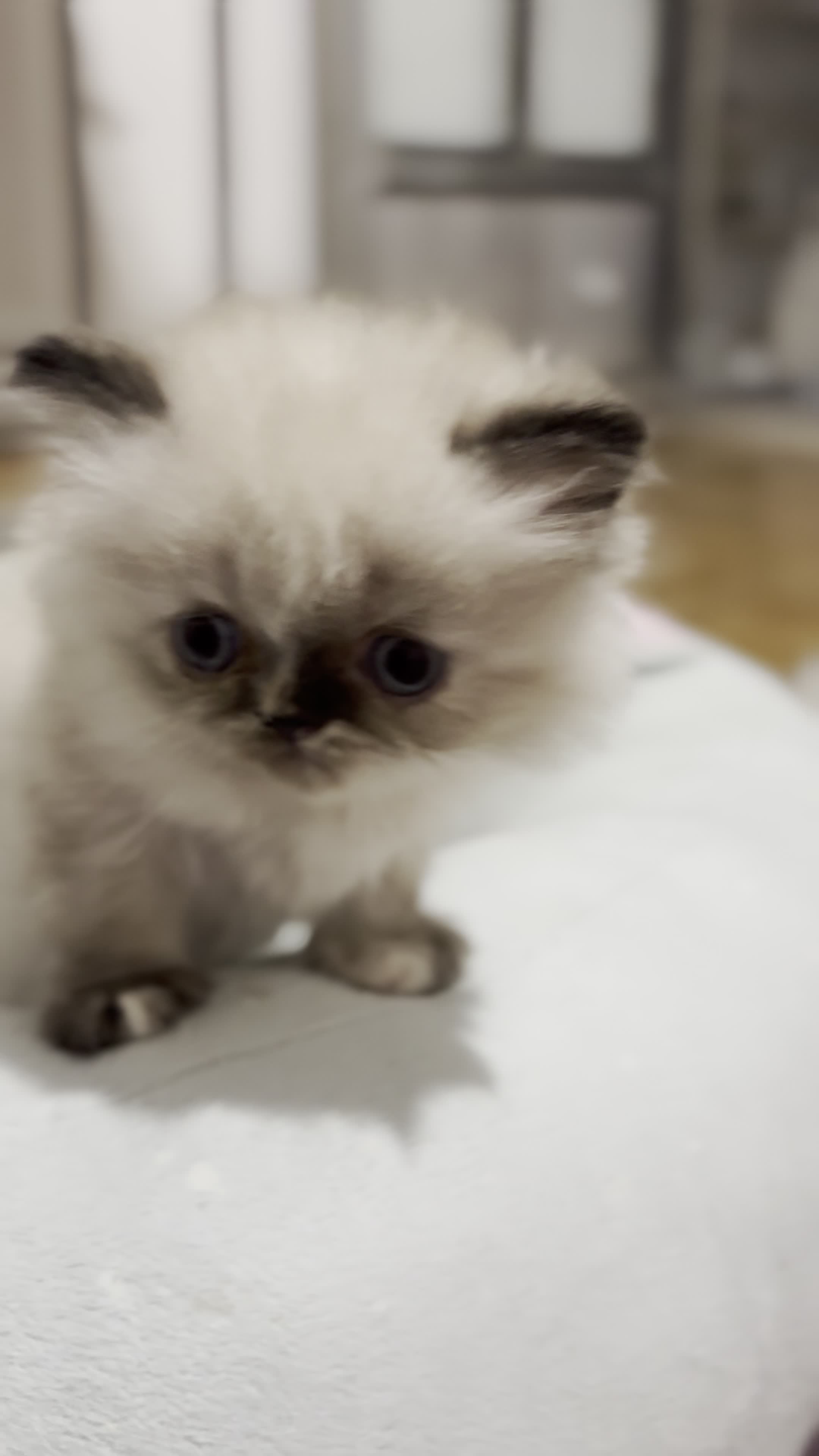 پرشین ماده|گربه|رشت, منظریه|دیوار