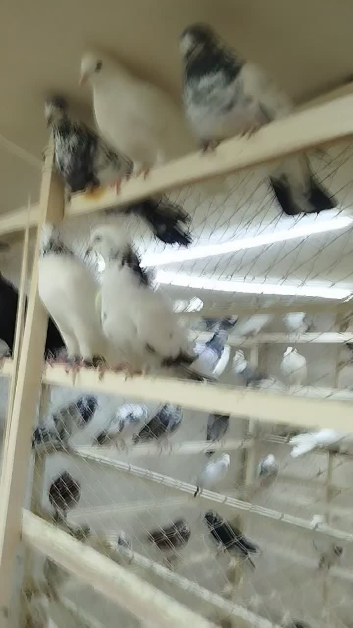 کبوتر بارجدید ۹/۱۰.دوشنبه .کفترتعداد.سواکن و جداکن|پرنده|کرج, حیدرآباد|دیوار