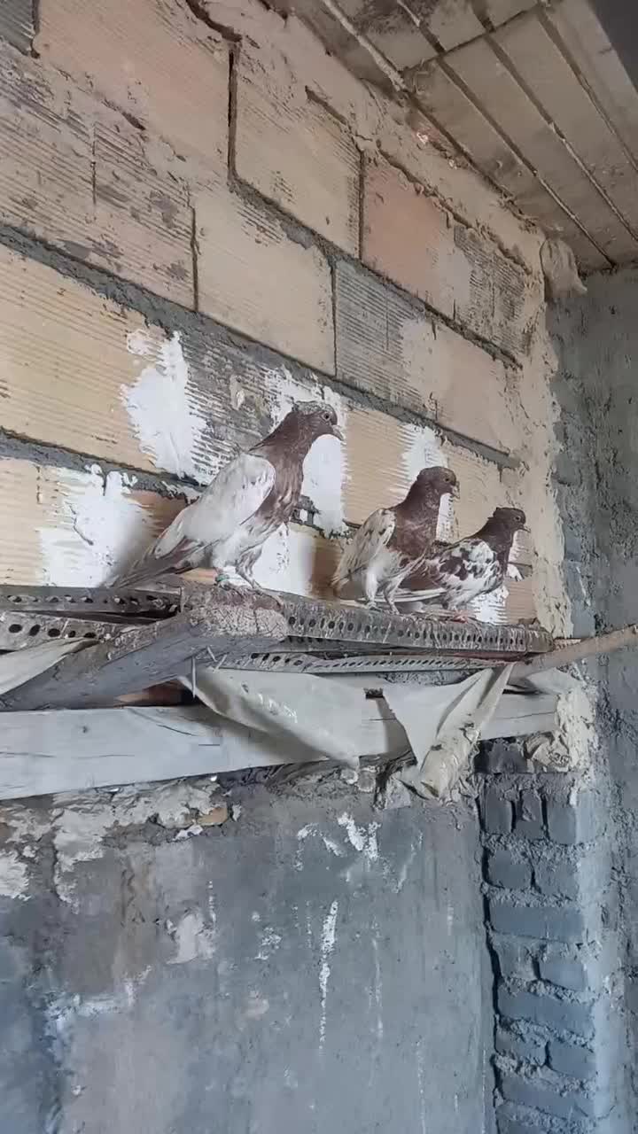 کبوتر جوجه|پرنده|مشهد, شهرک شهید باهنر|دیوار