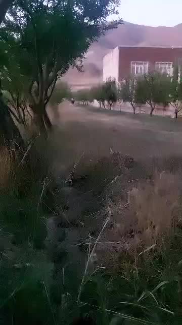 اسب کرد نریان عالی خوش هیکل یورقه|اسب و تجهیزات اسبسواری|تبریز, |دیوار