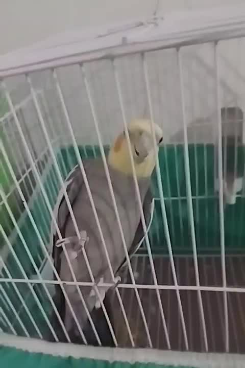 عروس هلندی|پرنده|شوشتر, |دیوار