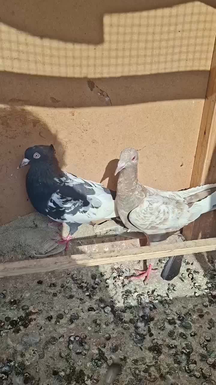 دم‌سیاه ماده|پرنده|قزوین, |دیوار