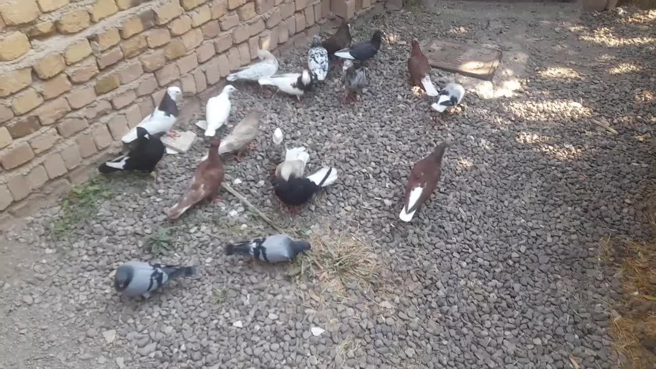 کبوتر|پرنده|تاکستان, |دیوار