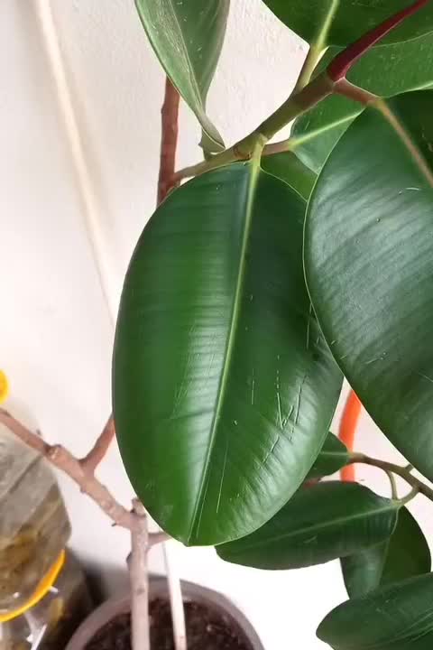 به علت جا در منزل نبود|گل مصنوعی|ارومیه, |دیوار