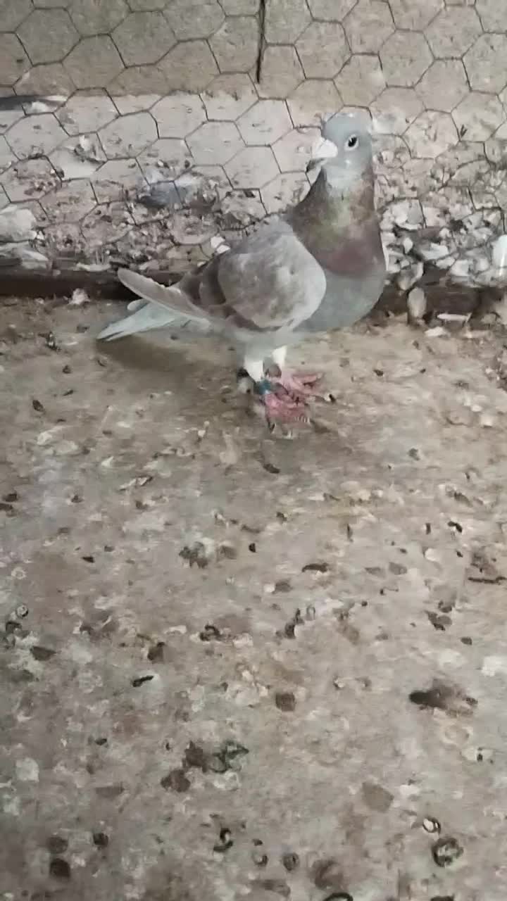 غوره ای پلاکی ناب|پرنده|برازجان, |دیوار