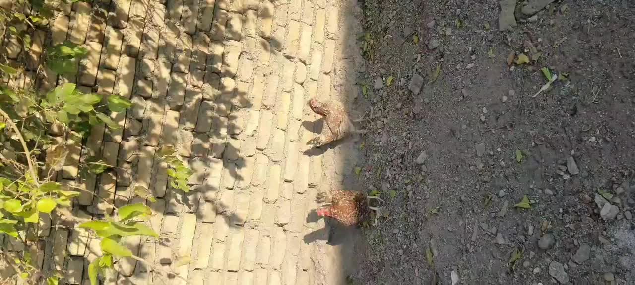 مرغ و خروس گلین|حیوانات مزرعه|شاهدشهر, |دیوار