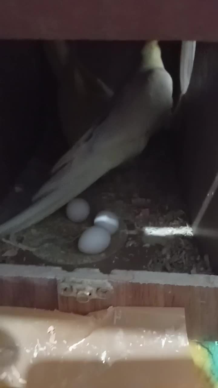 عروس نه عدد|پرنده|محمدیه-قزوین, |دیوار