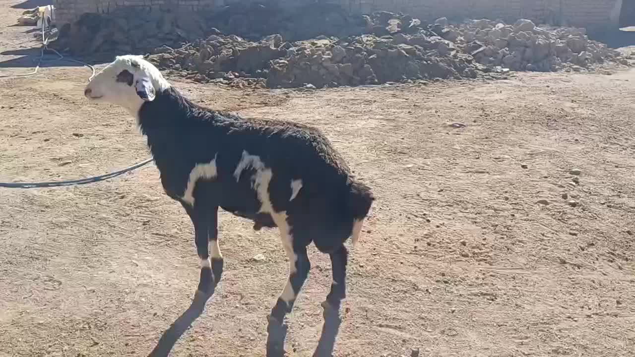 بره قوچی پلنگی پوست گاوی اصل درجه یک|حیوانات مزرعه|مشهد, کوی المهدی|دیوار