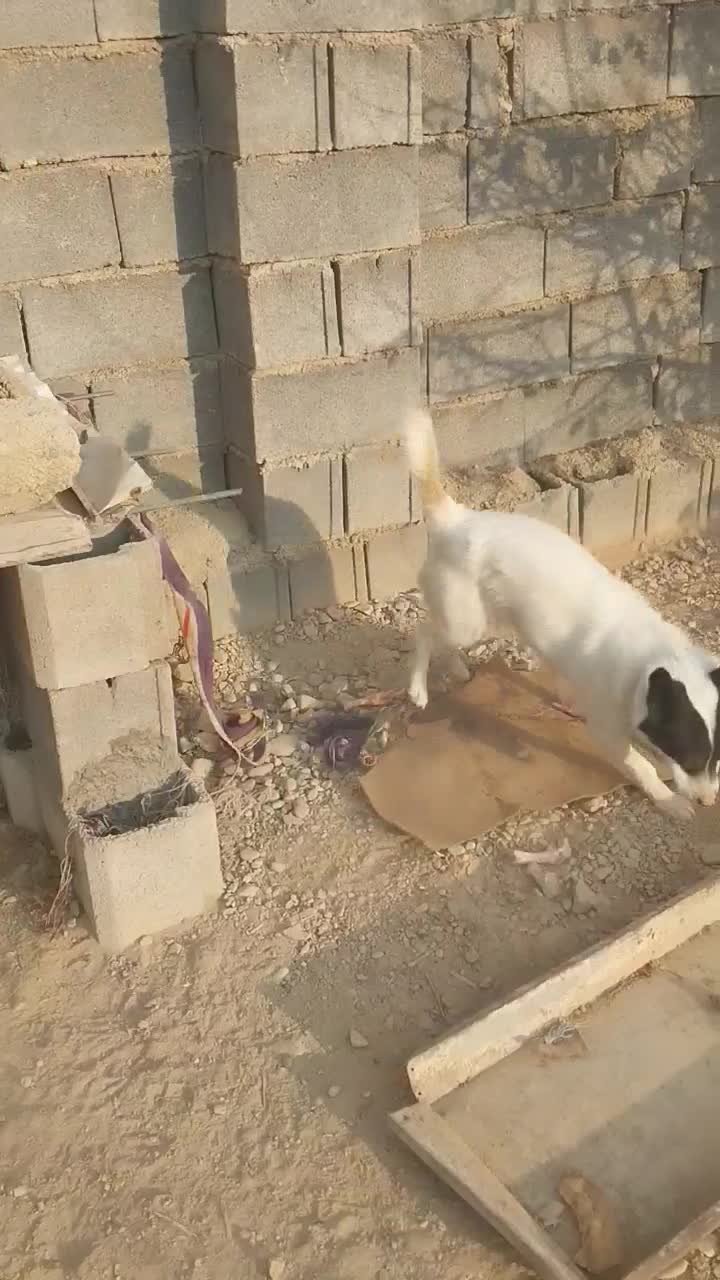 سگ خوب|سگ|یاسوج, |دیوار