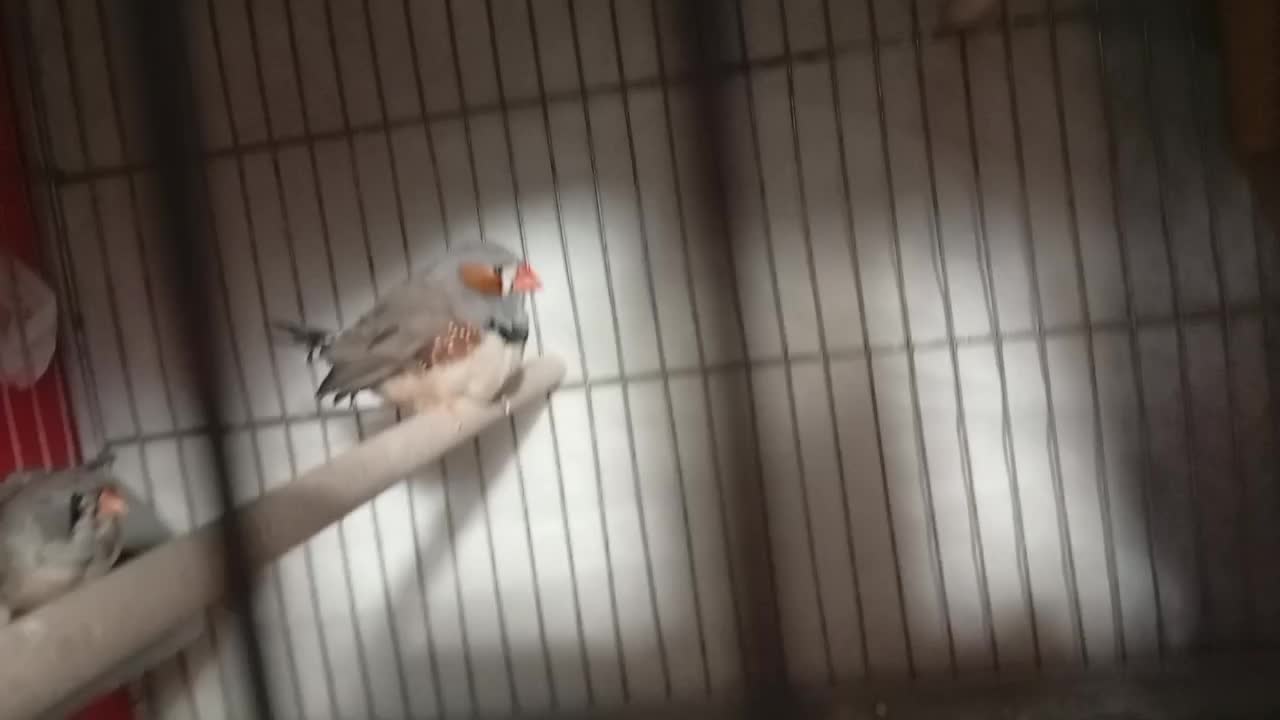 فنچ معاوضه با کبوتر|پرنده|یاسوج, |دیوار