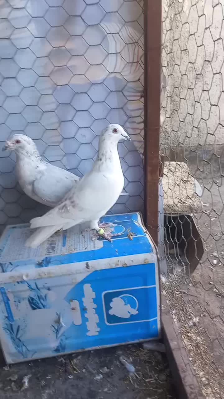 کبوترساراغون المانی درچناران|پرنده|چناران, |دیوار