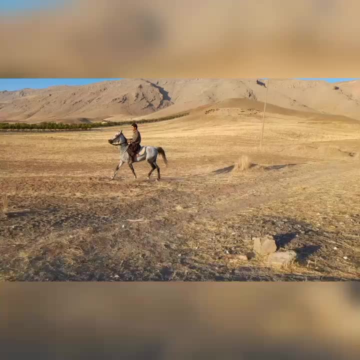 مادیان عرب با کره ماده۳ماهه|اسب و تجهیزات اسب‌سواری|تهران, آبشار|دیوار